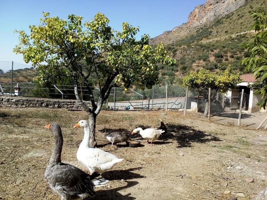 Apartament El Ventorrillo La Alegria Malaga